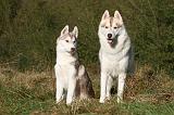 SIBERIAN HUSKY 791